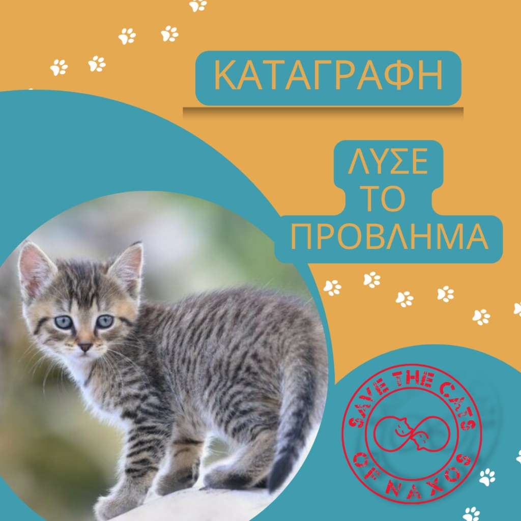 Προσπάθεια καταγραφής αδέσποτων και εθελοντών από τον σύλλογο Save The Cats Of Naxos